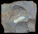 Fossil Maple-Like Seed From North Dakota - Paleocene #65826-1